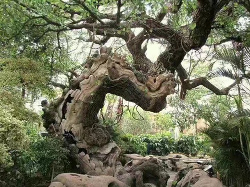 水泥免费视频91蜜桃树